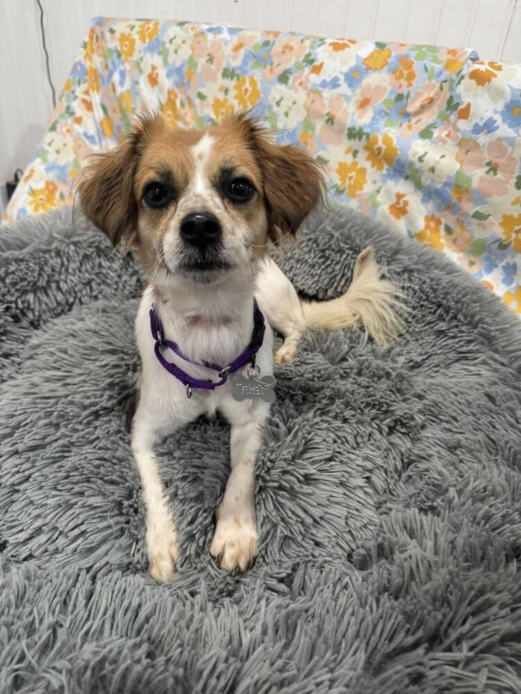 An adult small-sized female Cavalier King Charles Spaniel dog named Maple for adoption in Elkhart , IN