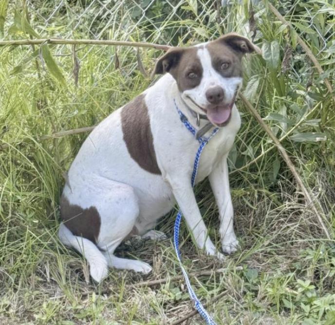 A young medium-sized female Brown / Chocolate Jack Russell Terrier dog named Isabella for adoption in Longview, TX