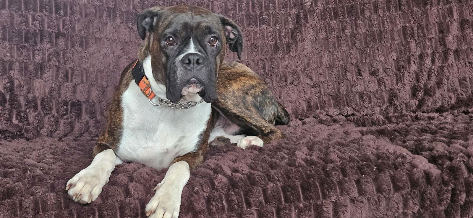 An adult medium-sized male Boxer dog named Paladin for adoption in Woodbury, MN