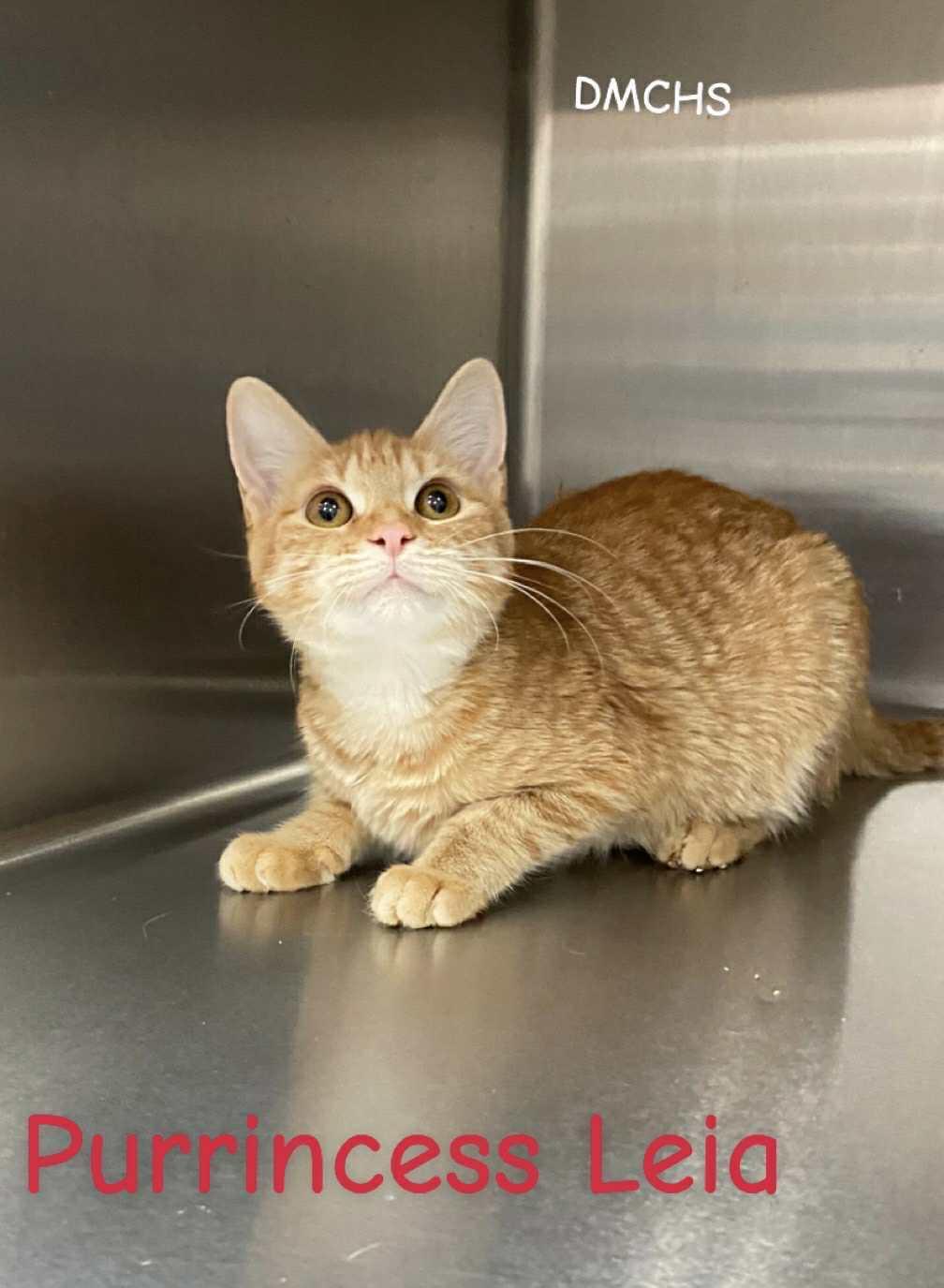 A young medium-sized female Orange / Red Domestic Short Hair cat named Purrincess Leia for adoption in Burlington, IA