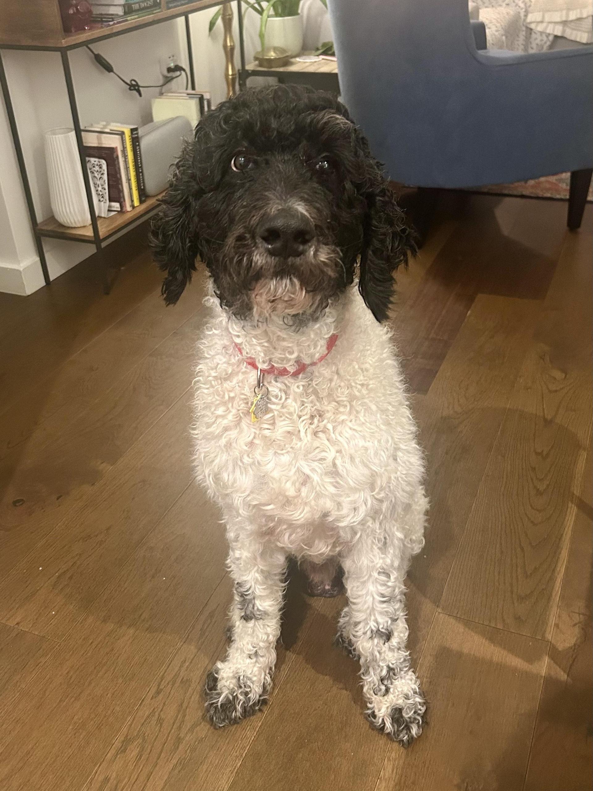 An adult large-sized male White / Cream Goldendoodle dog named Sriracha for adoption in New York, NY