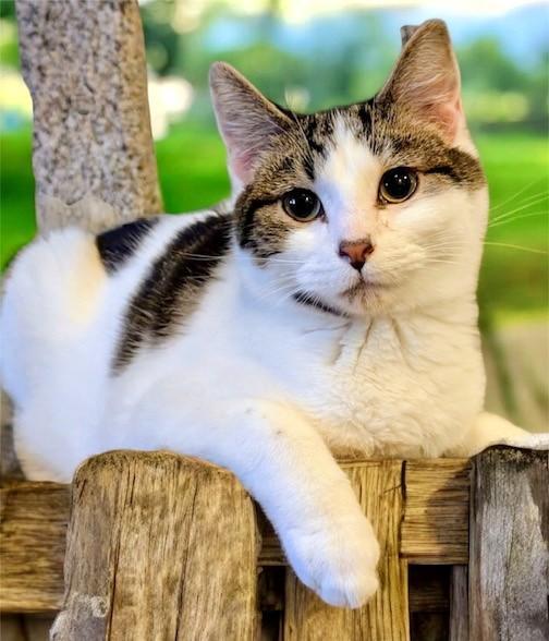 Simon & Sinclair: Goofballs!