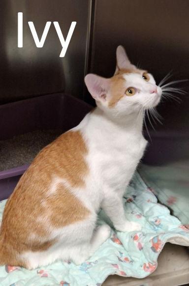 Ivy