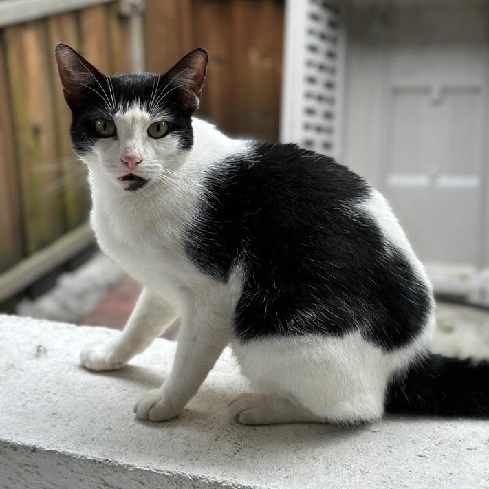 An adult small-sized male Black & White / Tuxedo Tuxedo cat named Dice for adoption in Miami, FL