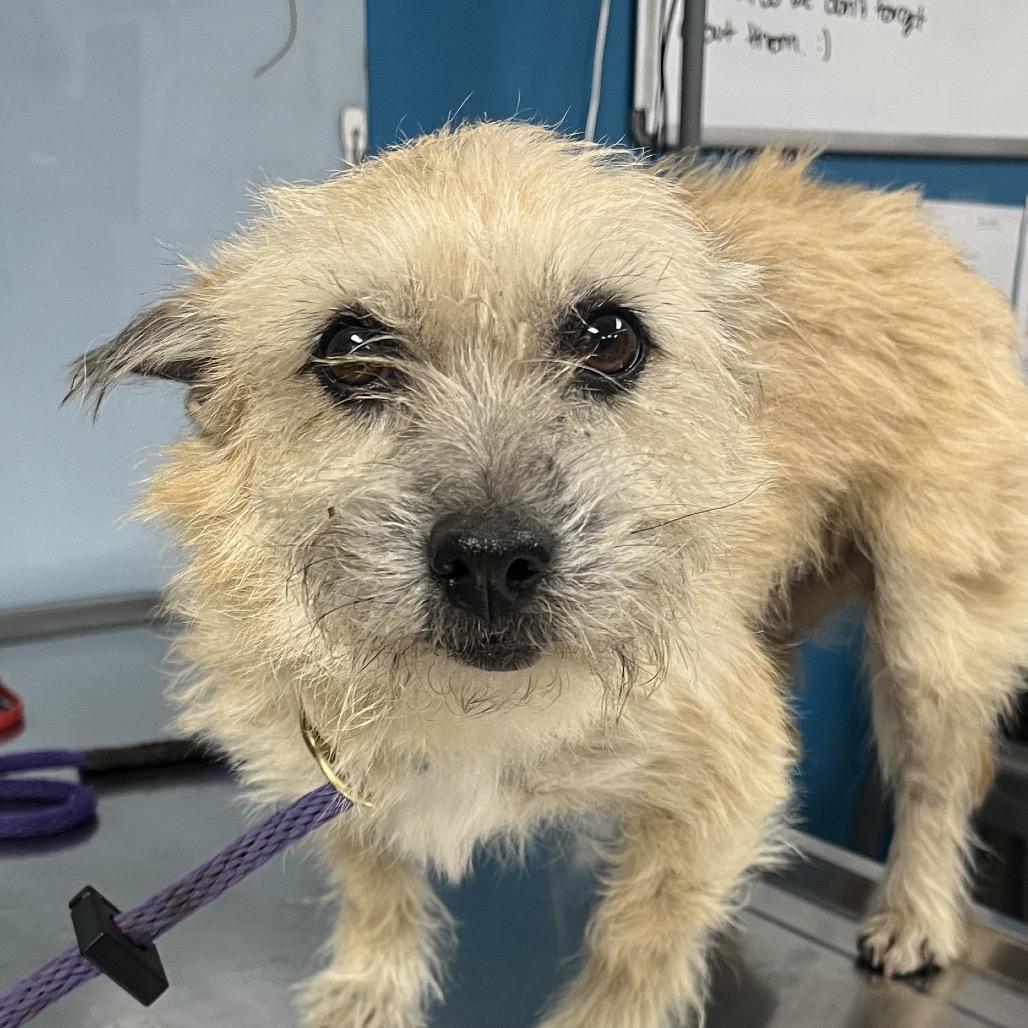 An adult small-sized female Yellow / Tan / Blond / Fawn Terrier dog named Missy for adoption in Vineland, NJ