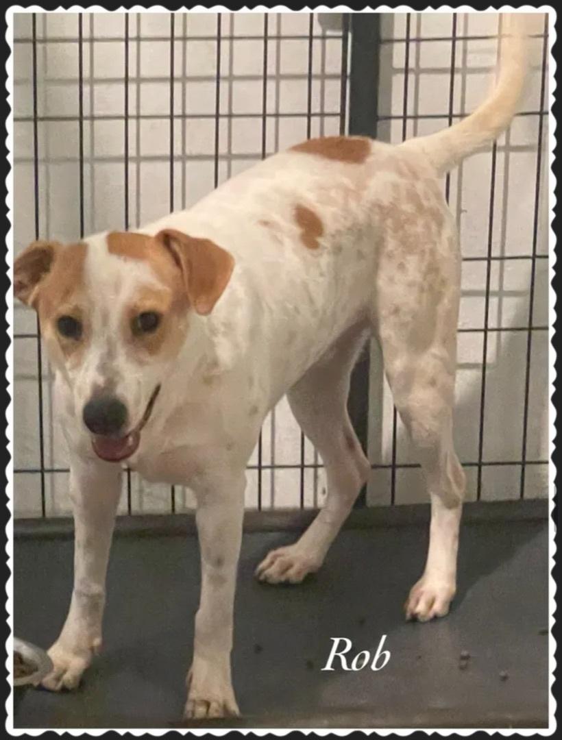 An adult medium-sized male Merle (Red) Mixed Breed dog named Rob for adoption in Canyon, TX