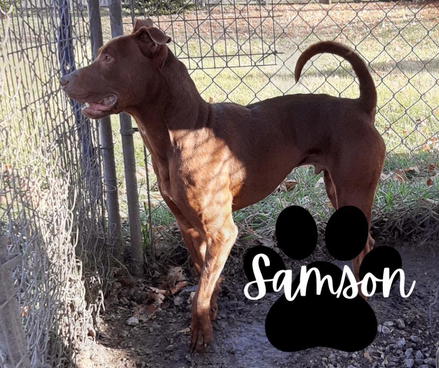 Samson