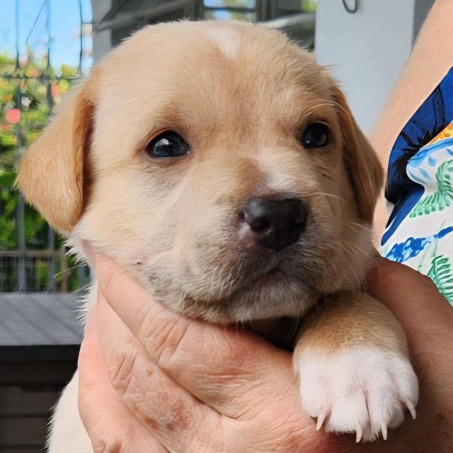 Seashell "so Cute Litter
