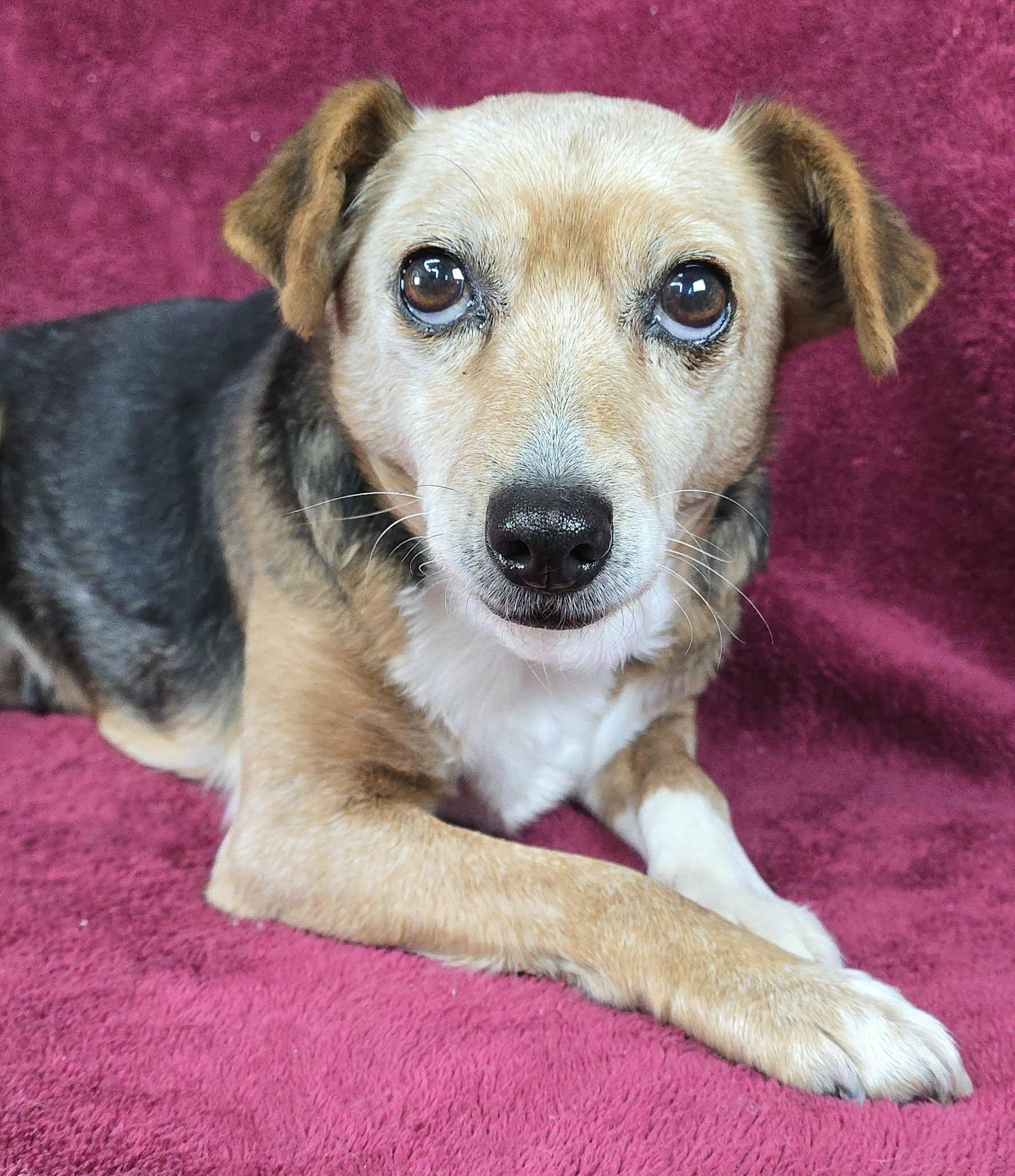 A senior small-sized female Tricolor (Brown, Black, & White) Beagle dog named Henrietta for adoption in New York, NY