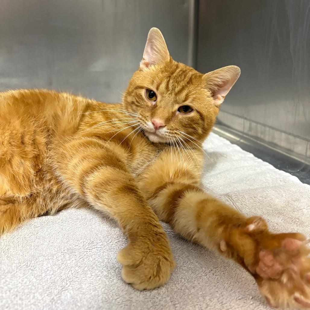 An adult large-sized male Orange / Red Domestic Short Hair cat named Simon for adoption in West Olive, MI