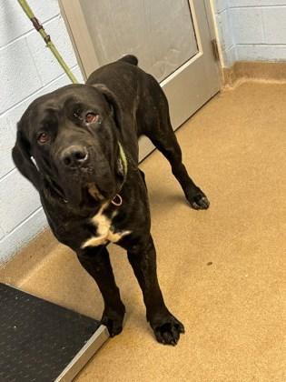 An adult extra large-sized male Mixed Breed dog named Lester for adoption in Chamblee, GA