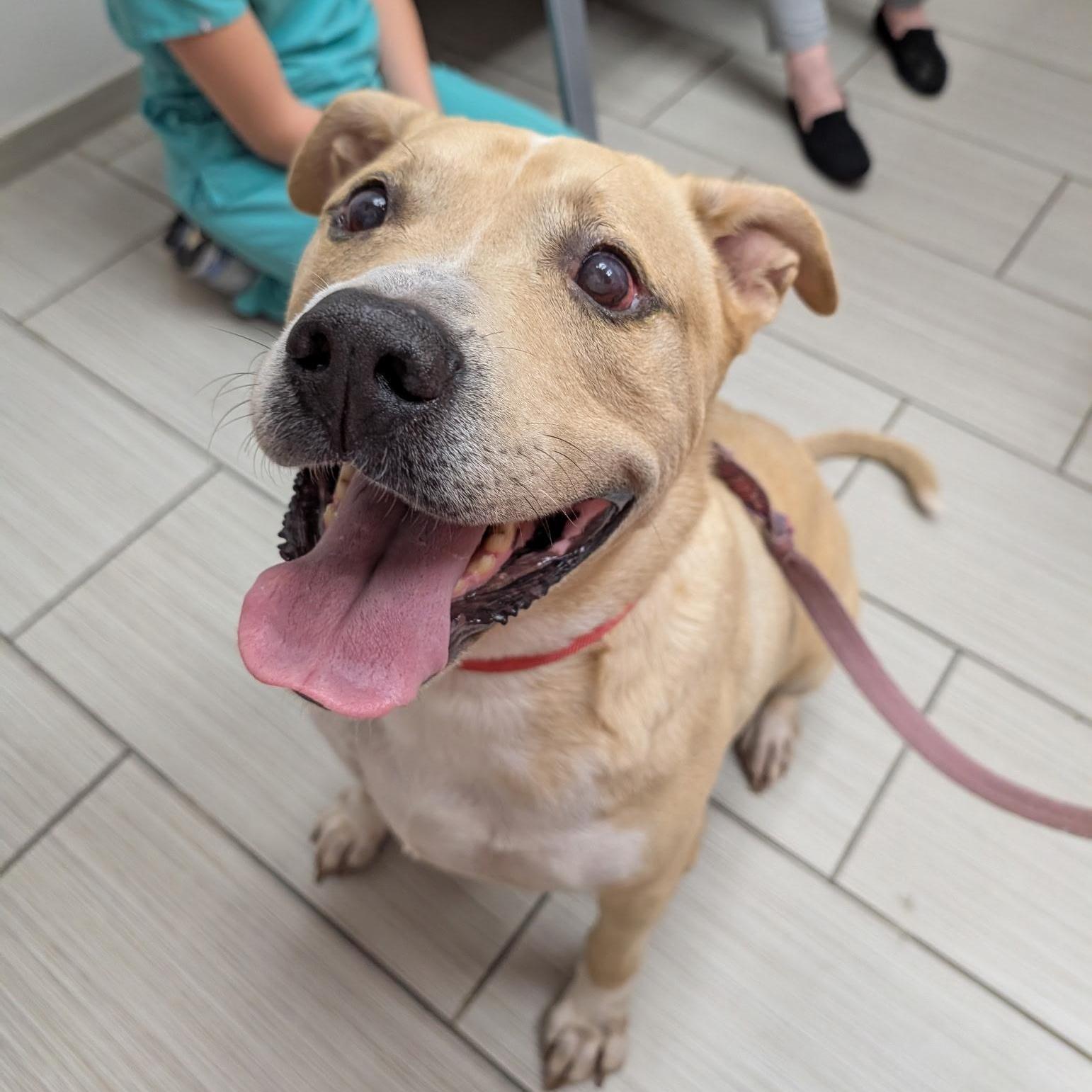 An adult large-sized male Yellow Labrador Retriever dog named Jax for adoption in Weston, FL