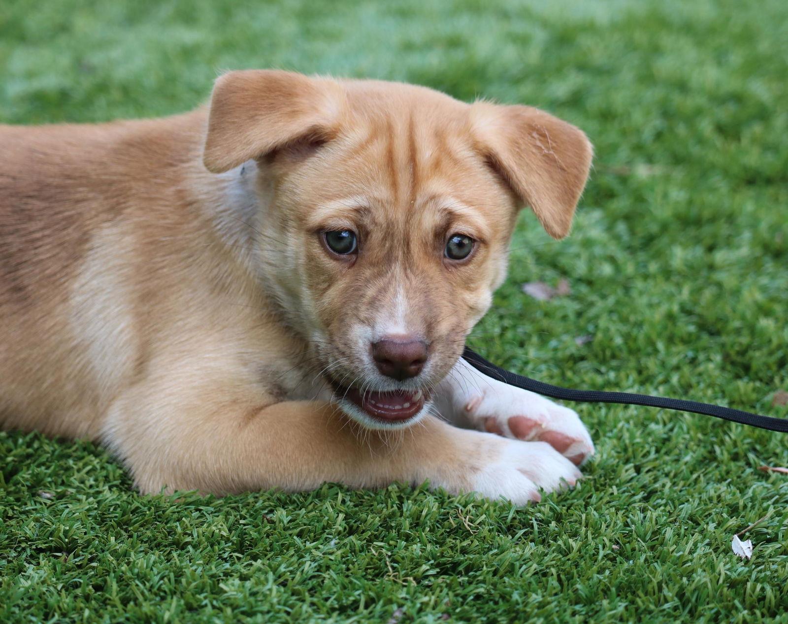 Dreamer Courtesy Listing