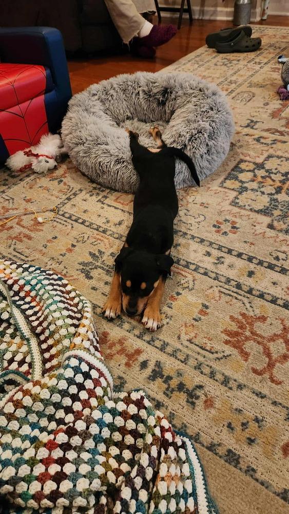 A baby medium-sized female Brown / Chocolate Rottweiler dog named Luna for adoption in Sumter, SC