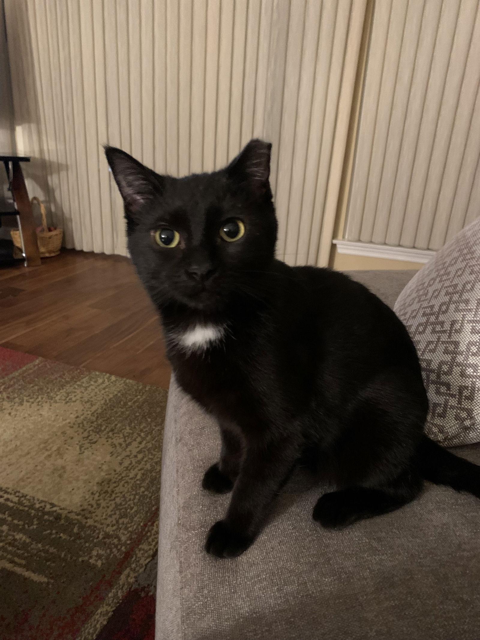 An adult small-sized male Domestic Short Hair cat named Mercury for adoption in Eureka, MO