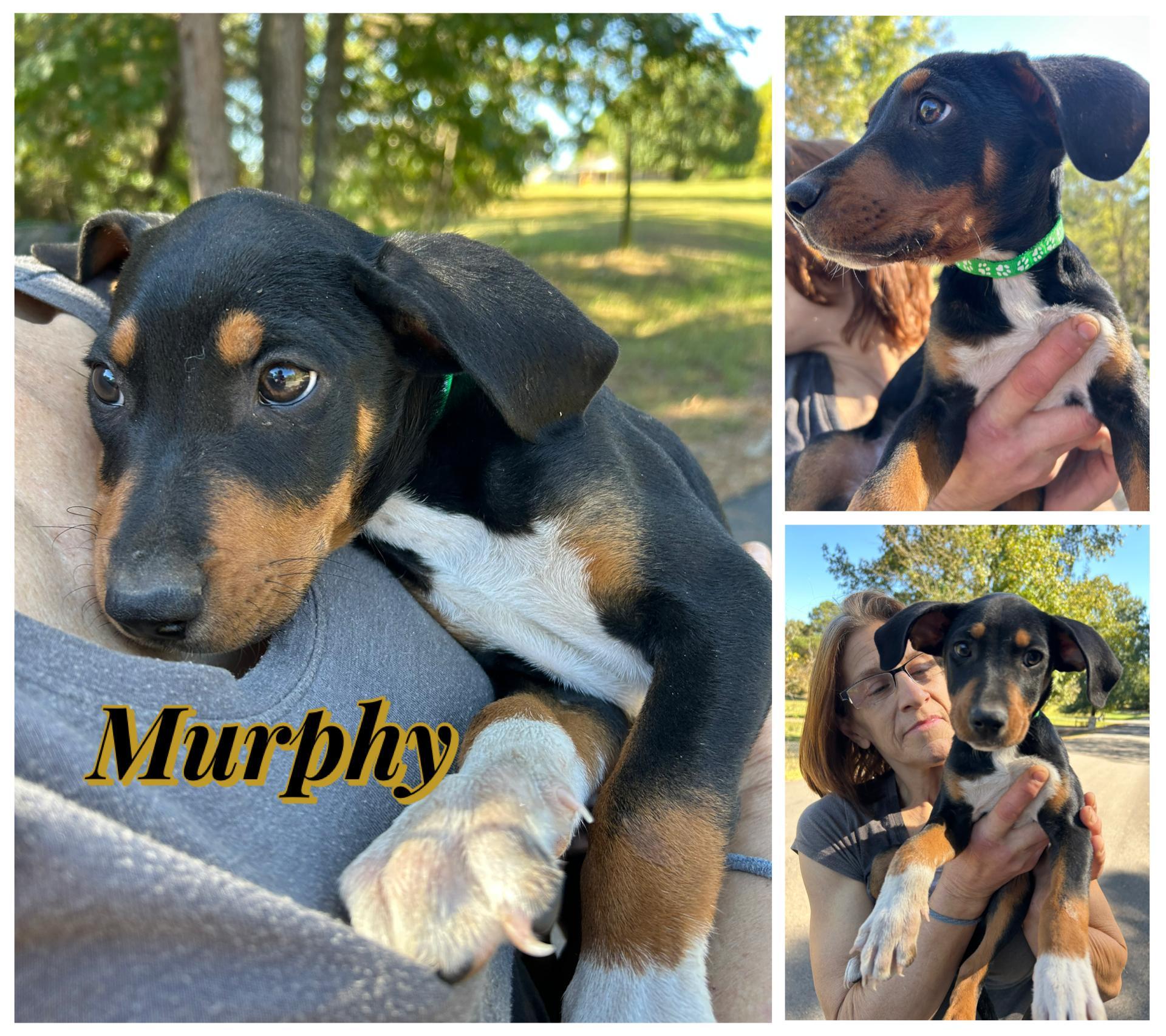 A young medium-sized male Tricolor (Brown, Black, & White) Black and Tan Coonhound dog named Murphy for adoption in Texarkana, TX