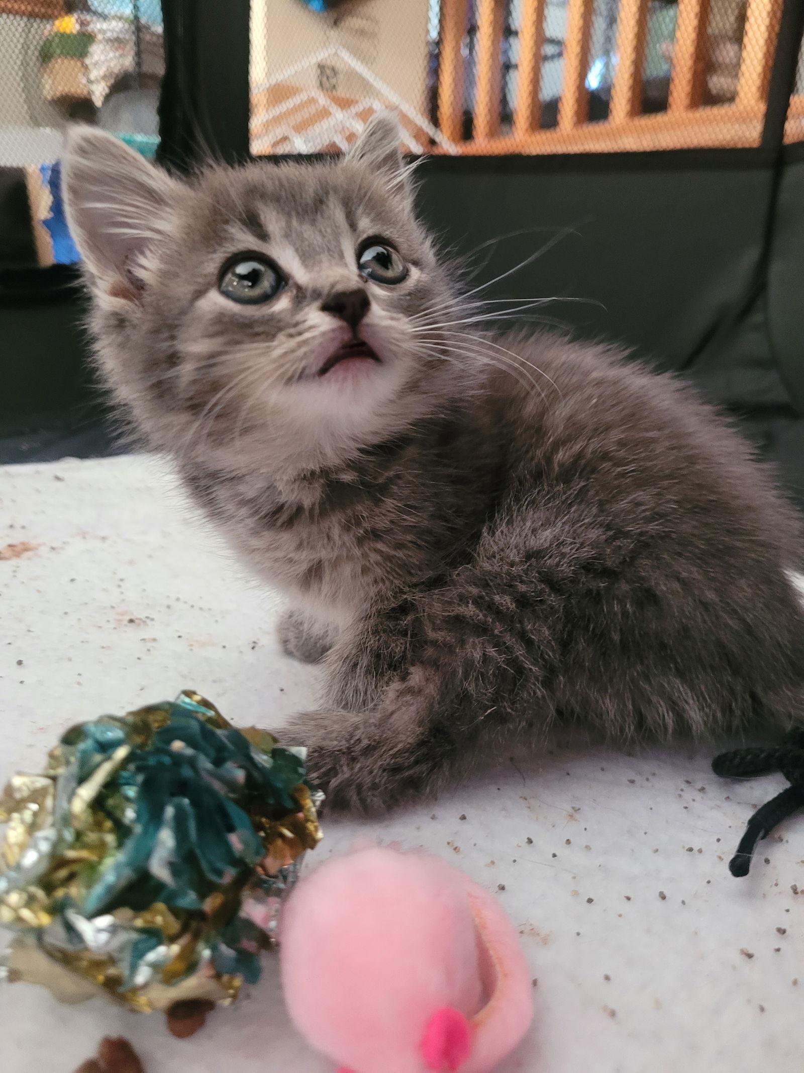 A young medium-sized female Domestic Short Hair cat named C Litter Sally for adoption in Livonia, MI