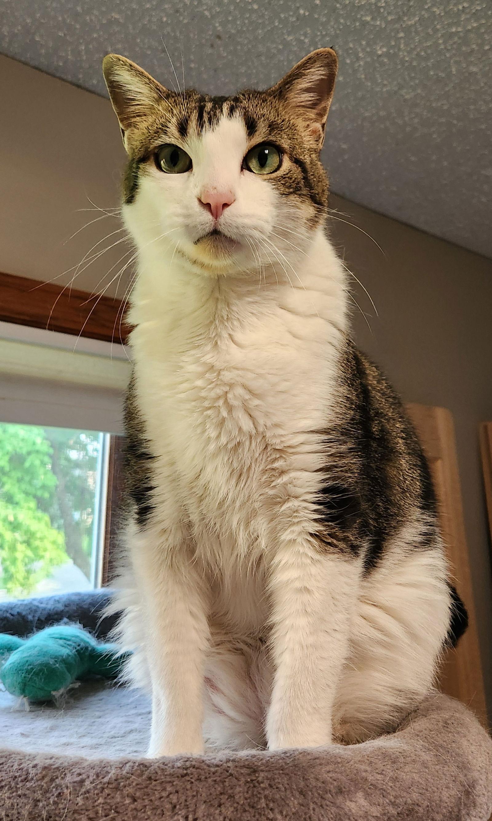 An adult small-sized male Domestic Short Hair cat named Jaxson C for adoption in minneapolis, MN