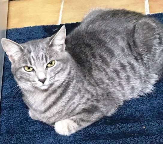 A young medium-sized female Gray / Blue / Silver Domestic Short Hair cat named Lilly for adoption in Rochester, NY