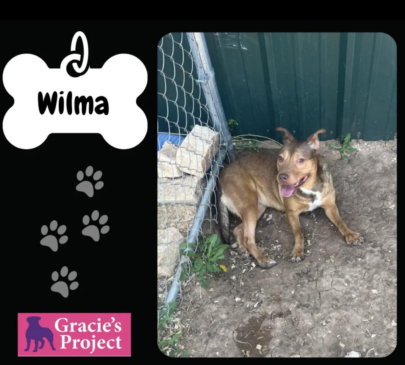 Wilma