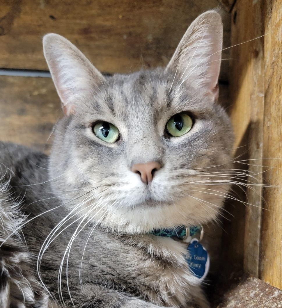 My Cousin Vinny photo 1