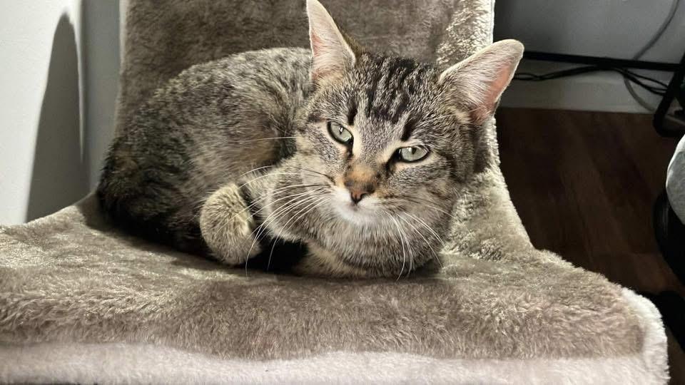 Stevie Nicks photo 1