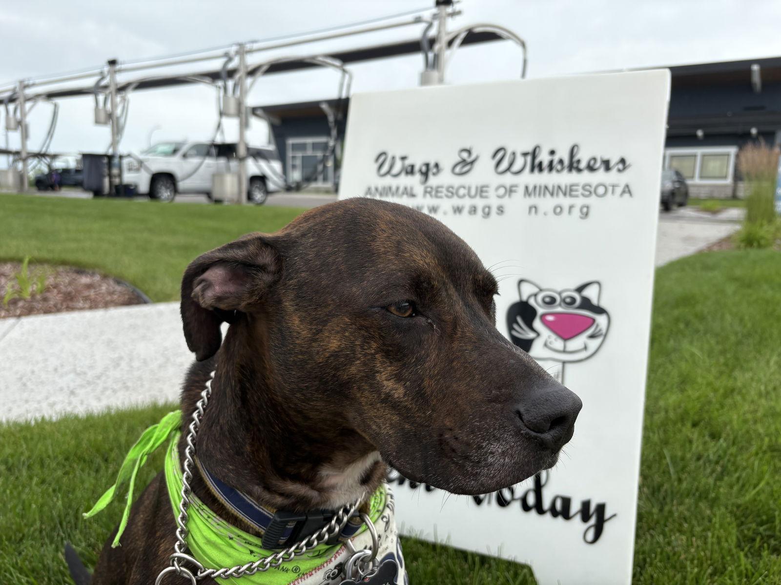 An adult large-sized male Staffordshire Bull Terrier dog named Zeus D for adoption in minneapolis, MN