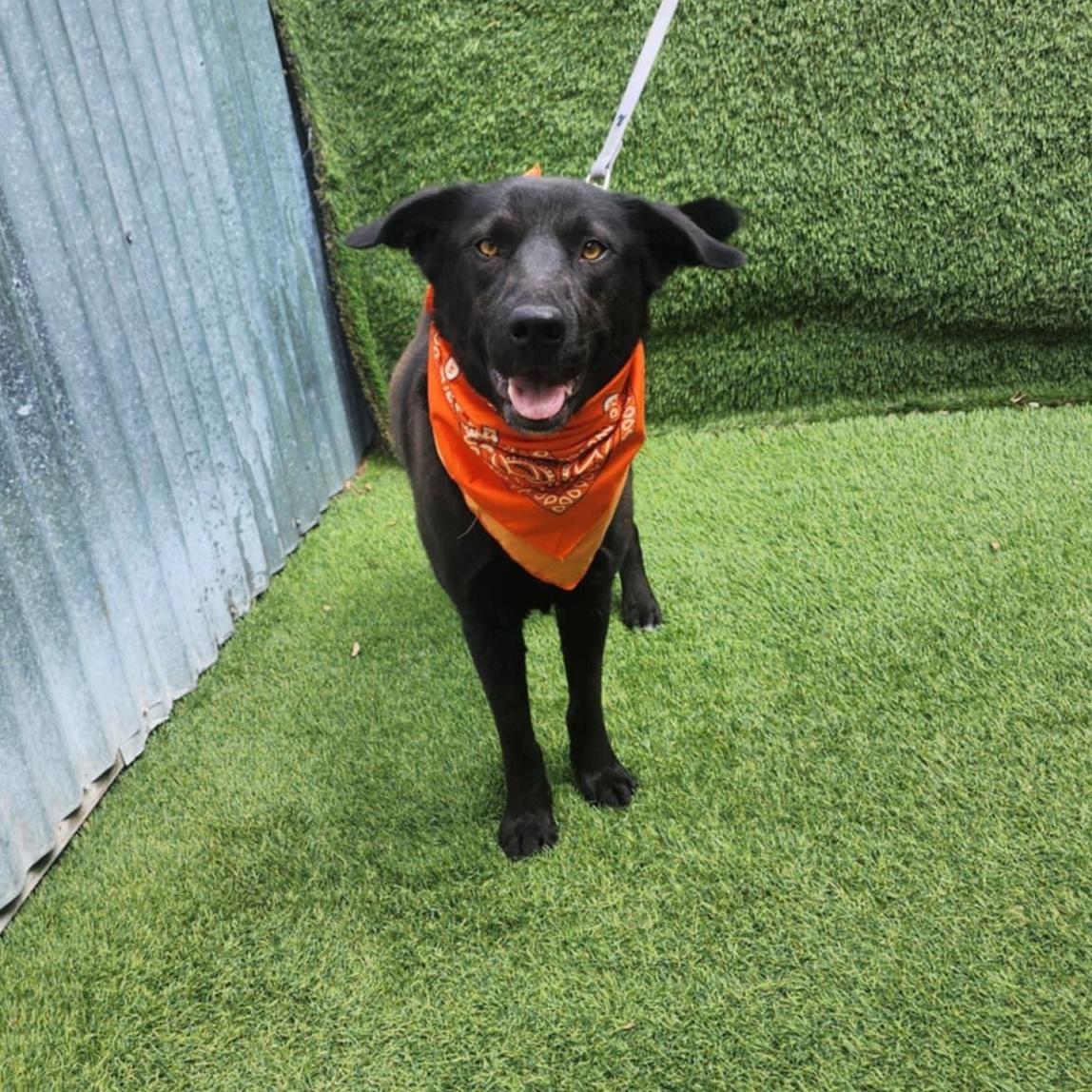 An adult large-sized female Black Labrador Retriever dog named Mercy for adoption in Oak Point, TX