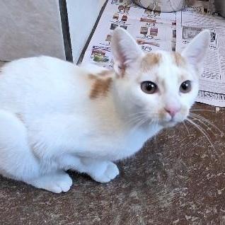 A young medium-sized female White Domestic Short Hair cat named Muse for adoption in Rossville, TN
