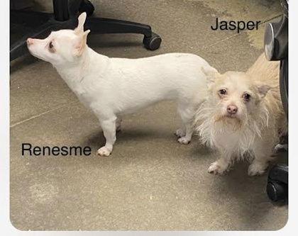 Jasper