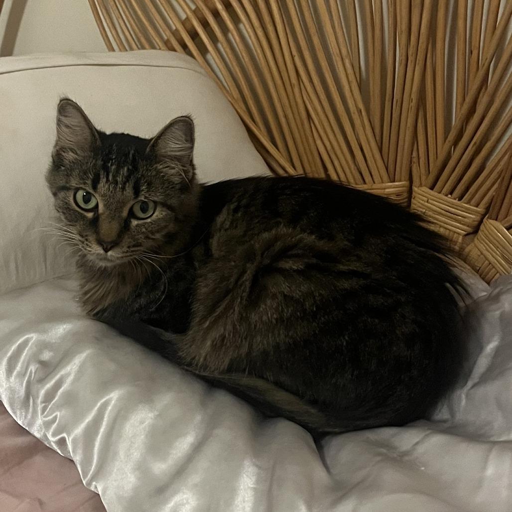 An adult medium-sized female Tabby (Brown / Chocolate) Domestic Medium Hair cat named Dance for adoption in Evanston, IL