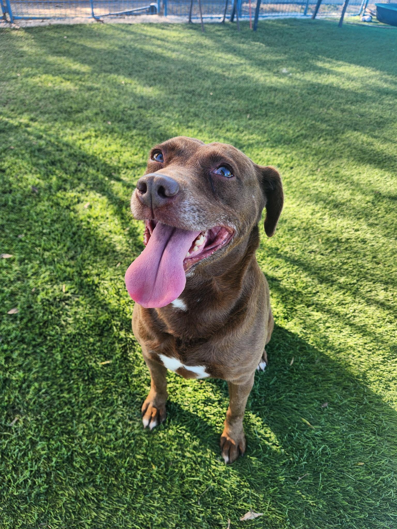 An adult medium-sized female Brown / Chocolate Mixed Breed dog named Hazel for adoption in Kenedy, TX