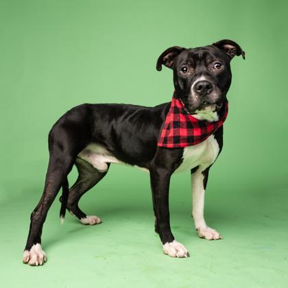 An adult large-sized male Mixed Breed dog named Captain Kid for adoption in Atlanta, GA