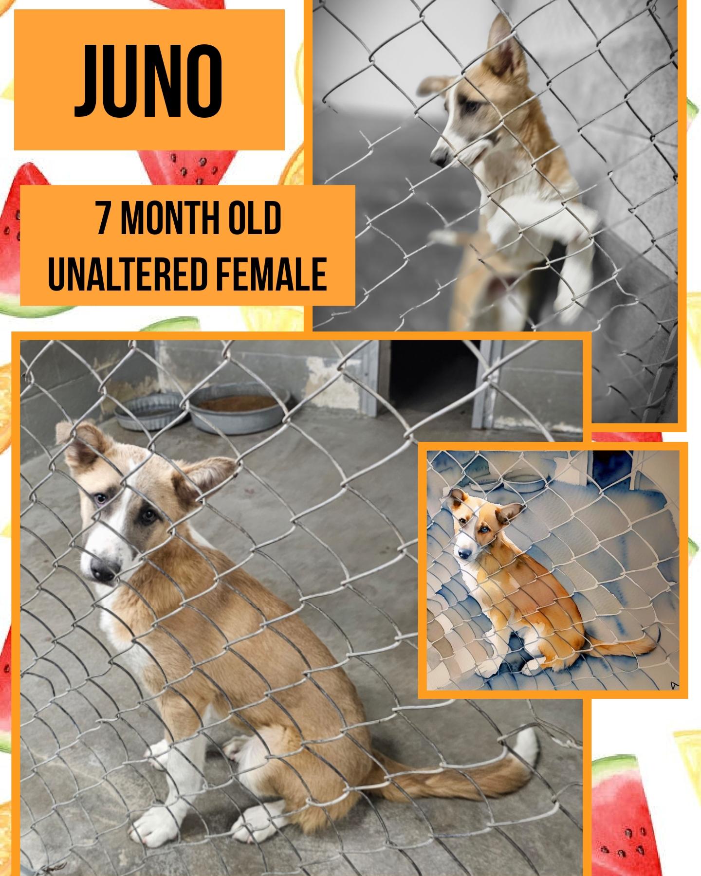 Juno