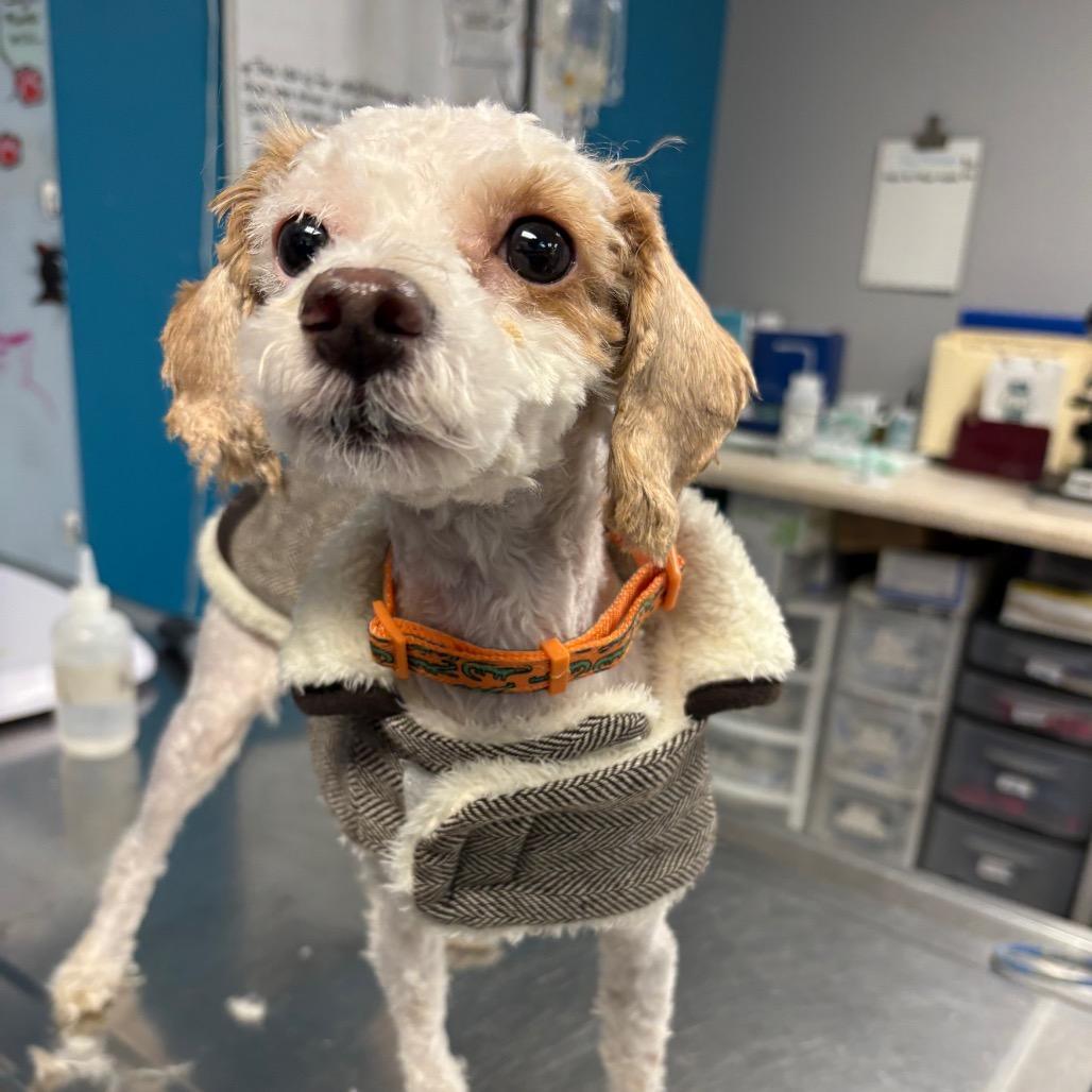 Strawberry Shortcake