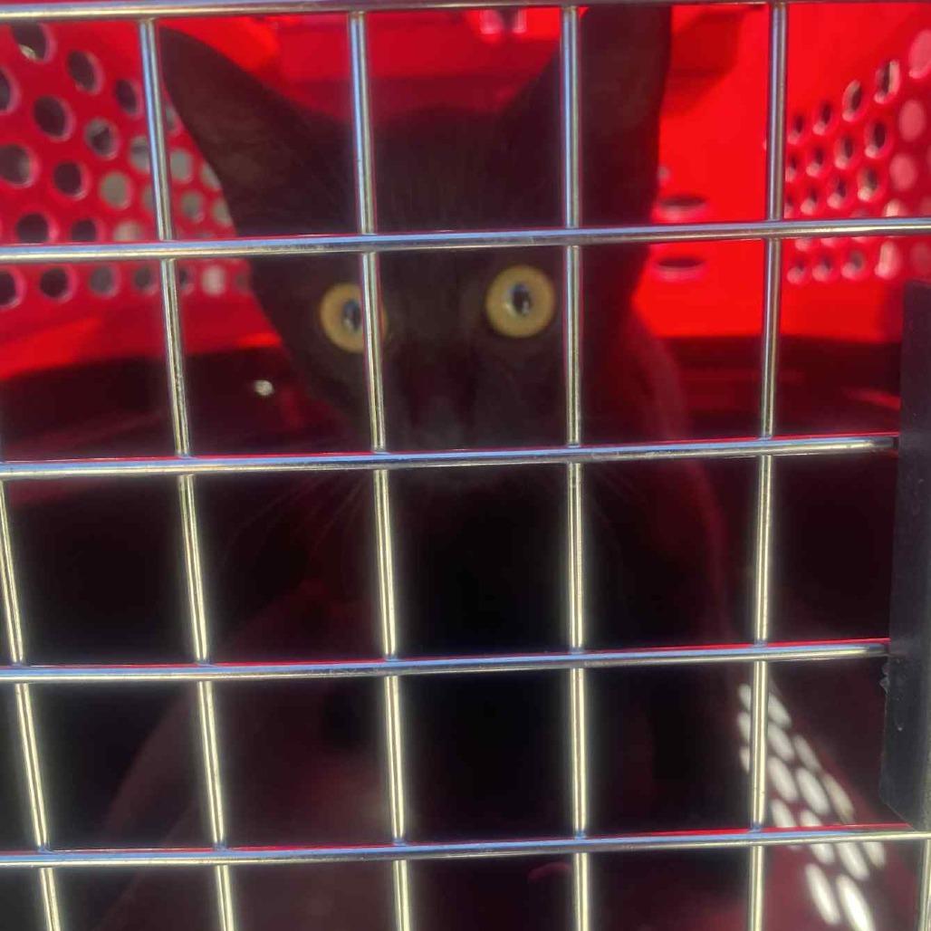 A young small-sized female Black Domestic Short Hair cat named Elsie Okc for adoption in Huntington, WV