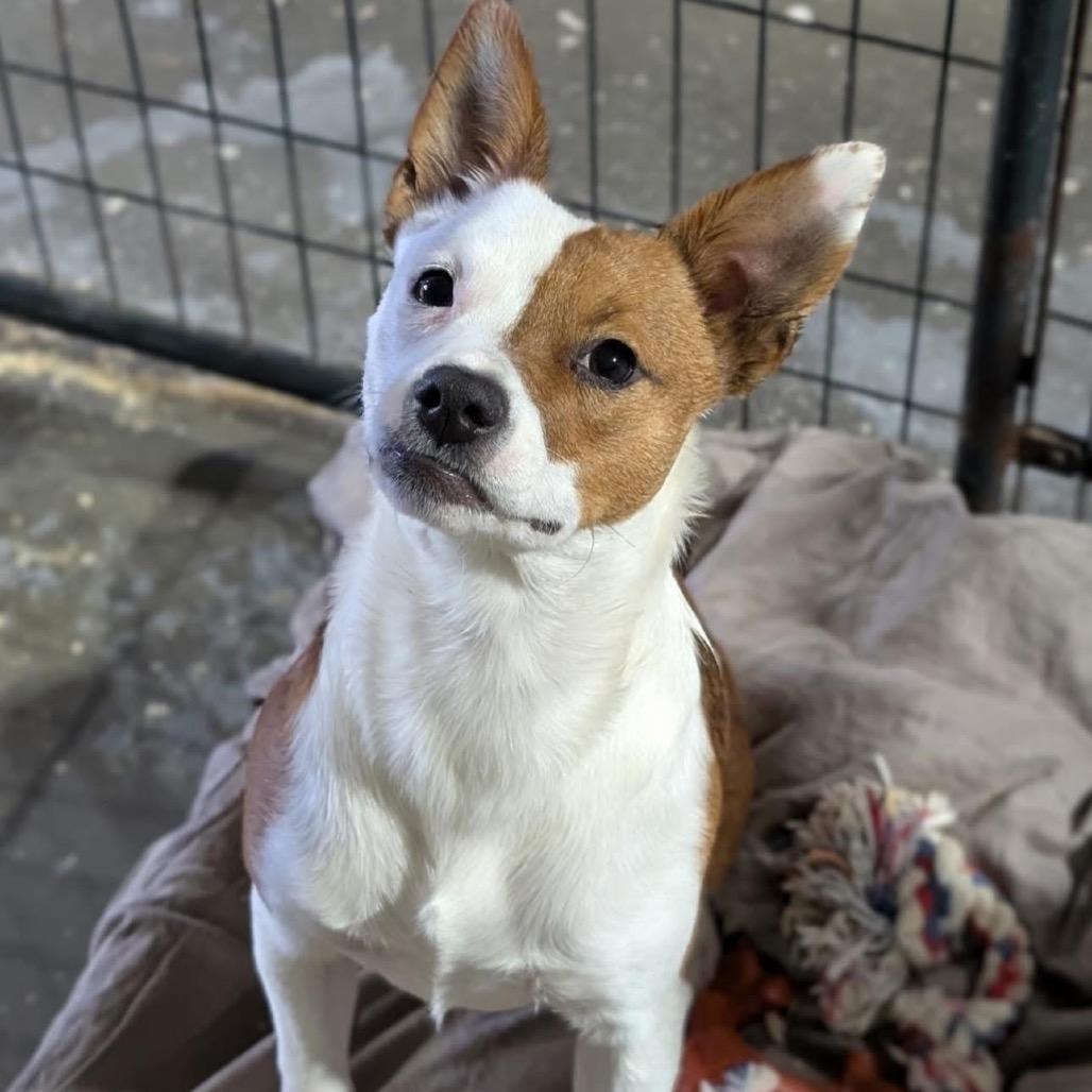 An adult medium-sized female Brown / Chocolate Mixed Breed dog named Betsy for adoption in Wappingers Falls, NY