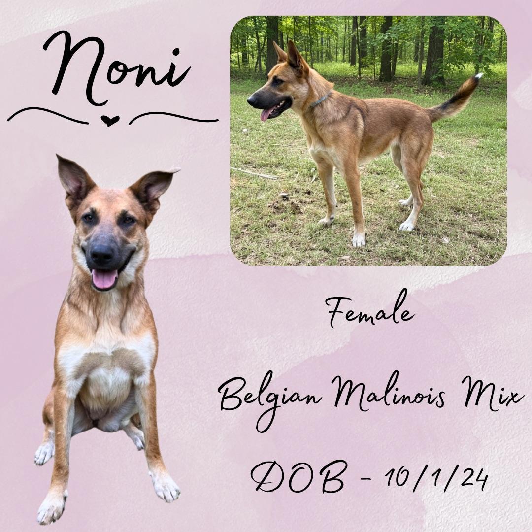 An adult medium-sized female Tricolor (Brown, Black, & White) Belgian Shepherd / Malinois dog named Noni for adoption in Caldwell, TX