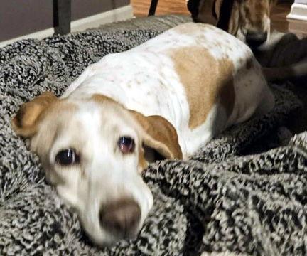 An adult medium-sized female Basset Hound dog named Macy for adoption in Mays Landing, NJ