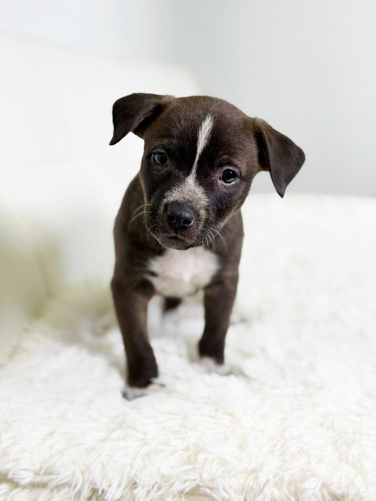 Cookie Litter Macadamia