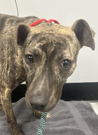 Owen Jenkins Fka Dog