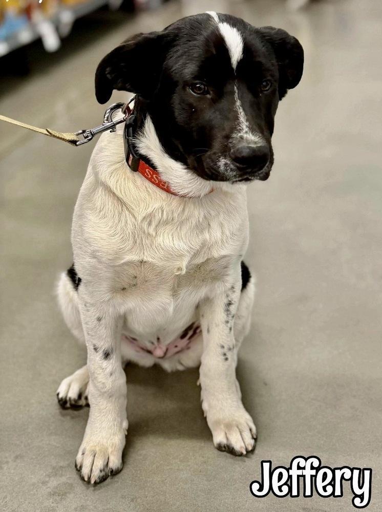 Jeffery