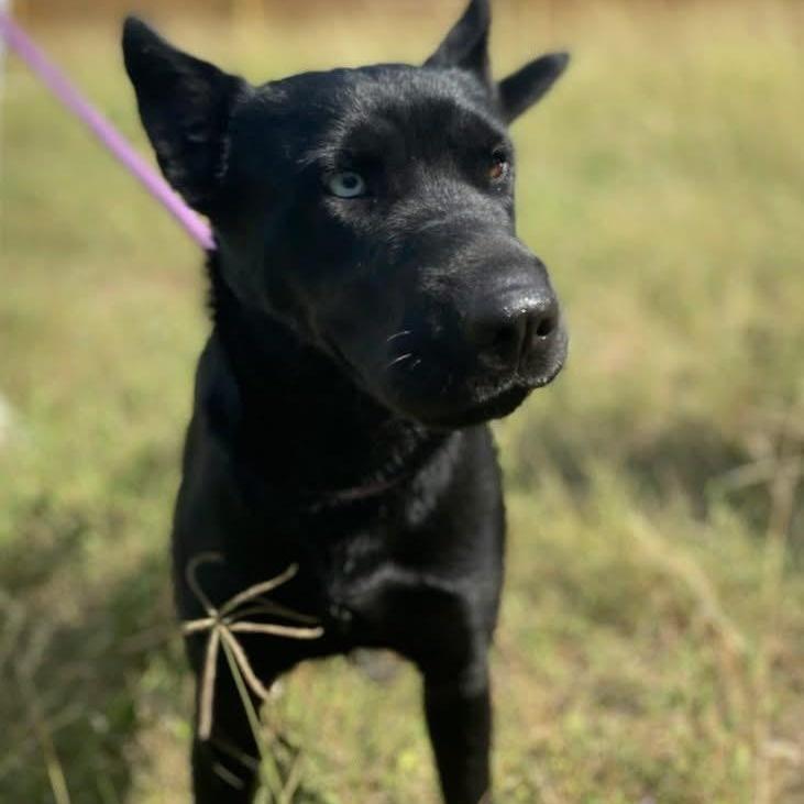 A young medium-sized female Black Shar-Pei dog named Julia Jones Pc for adoption in Goliad, TX
