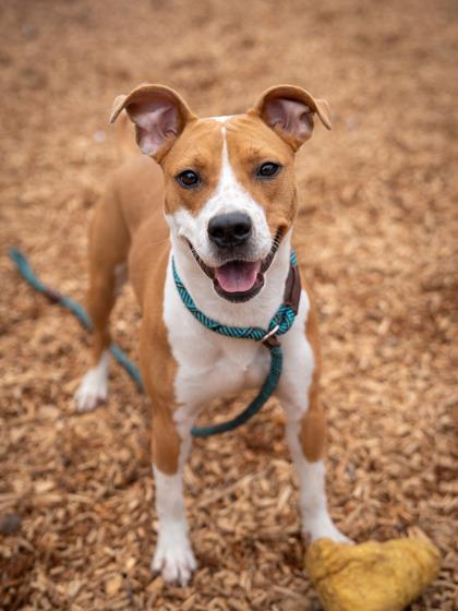 A young medium-sized female Mixed Breed dog named Goodness for adoption in Chamblee, GA