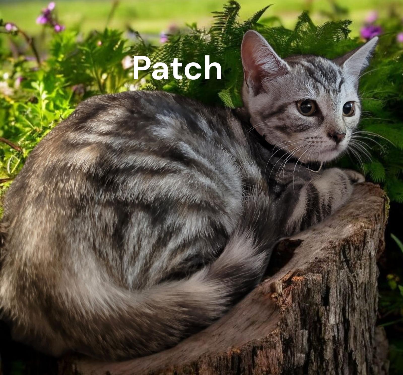 Patch