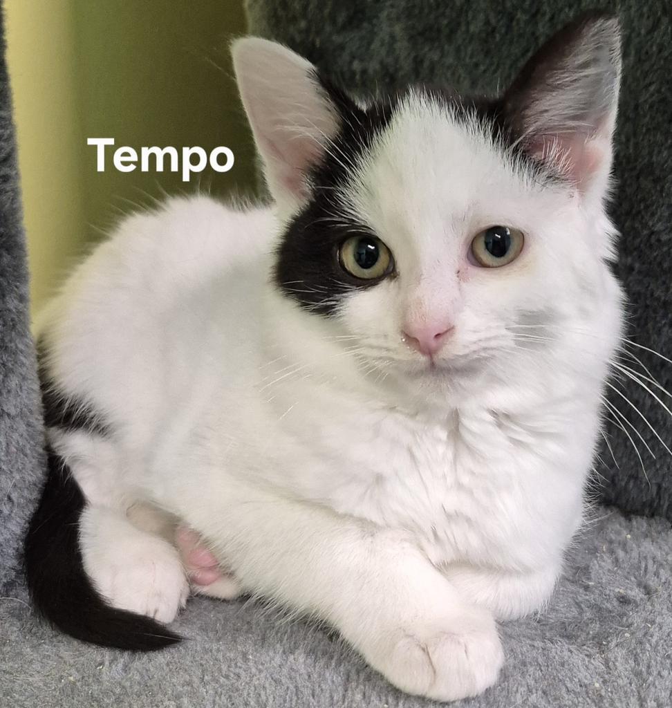 Tempo