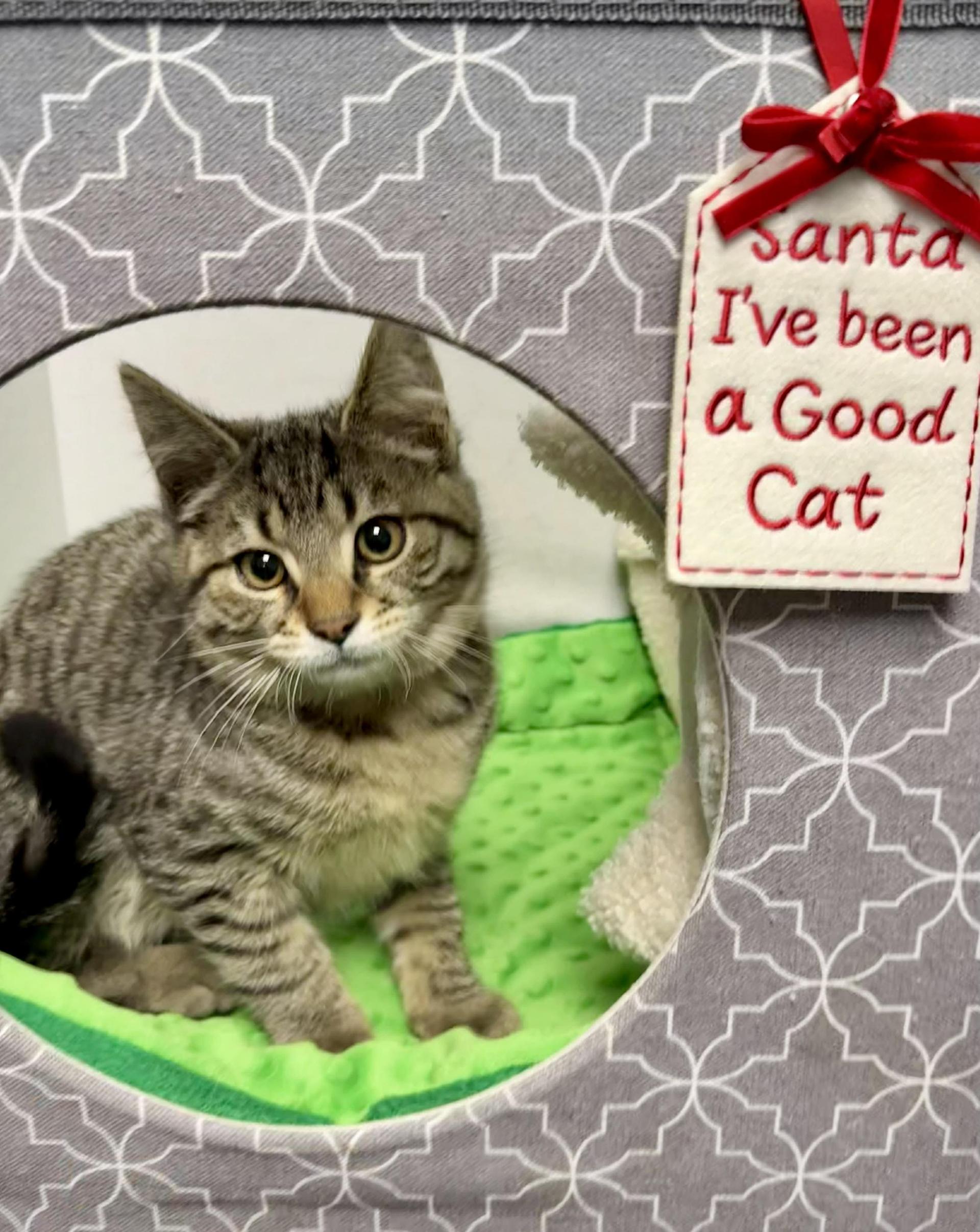 Hans Purrfectly Playful