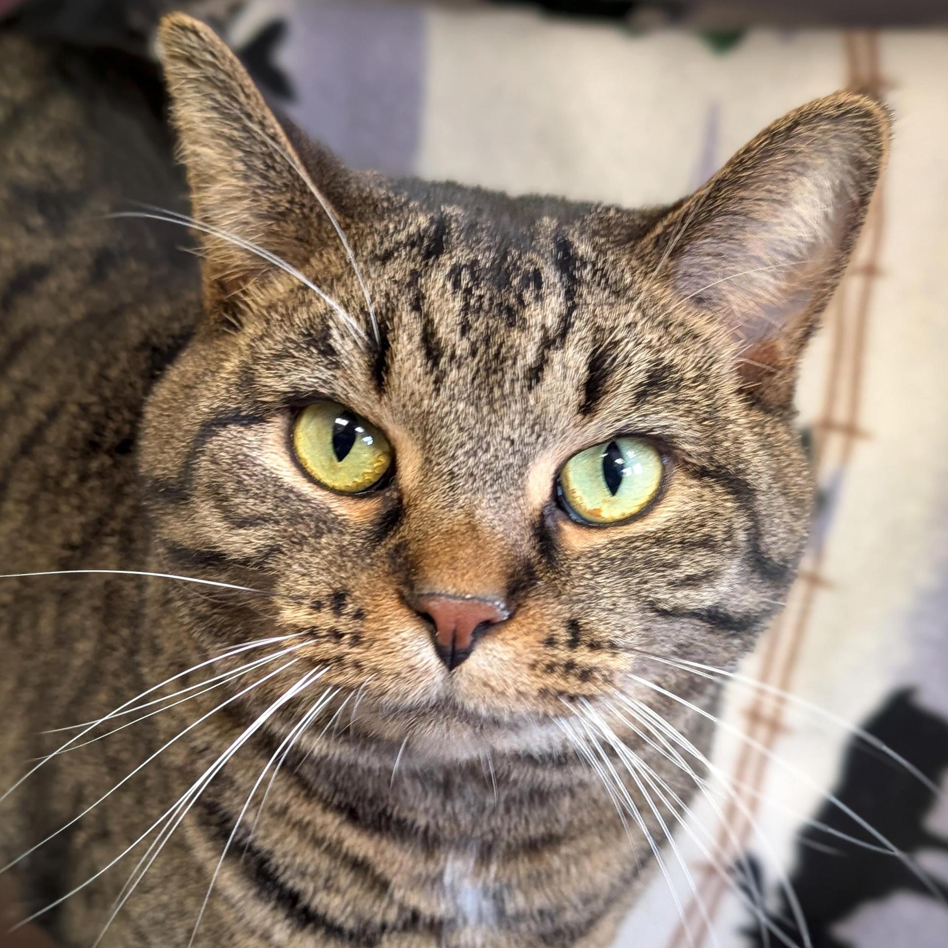 An adult medium-sized male Tabby (Brown / Chocolate) Domestic Short Hair cat named Pete for adoption in Jefferson, WI