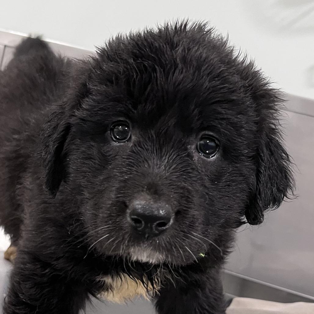 Goldie Griffith photo 1