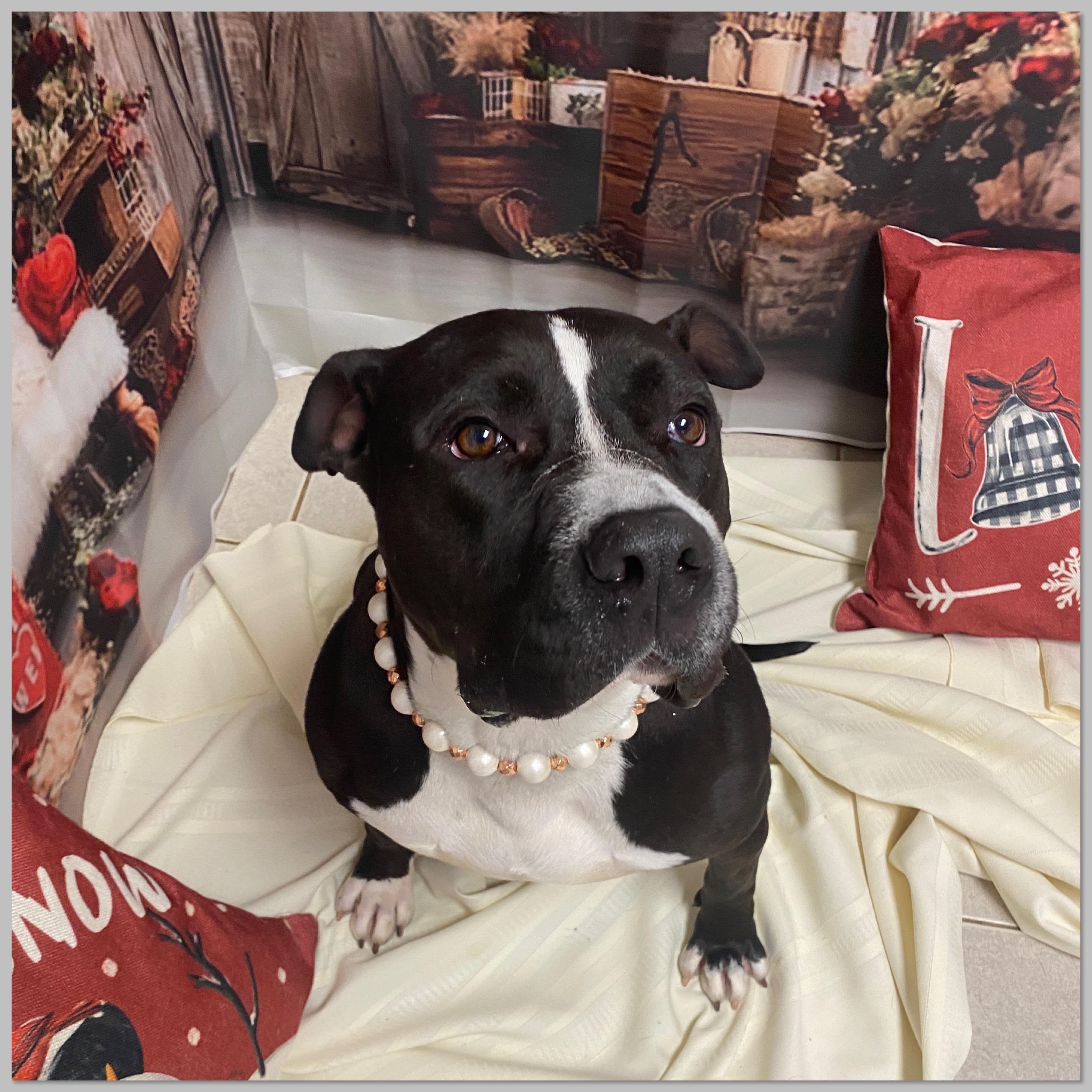 Petunia Gci Trained Graduate!!